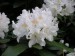 rhododendron_hybride_cunninghams_white_bluete.jpg
