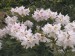 RhododendronCunnighamsWhite.jpg
